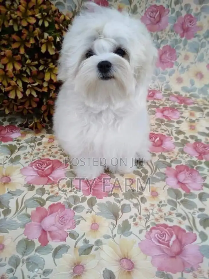 1-3 months Female Purebred Poodle