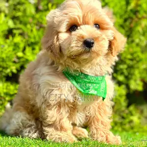 1-3 months Male Purebred Poodle