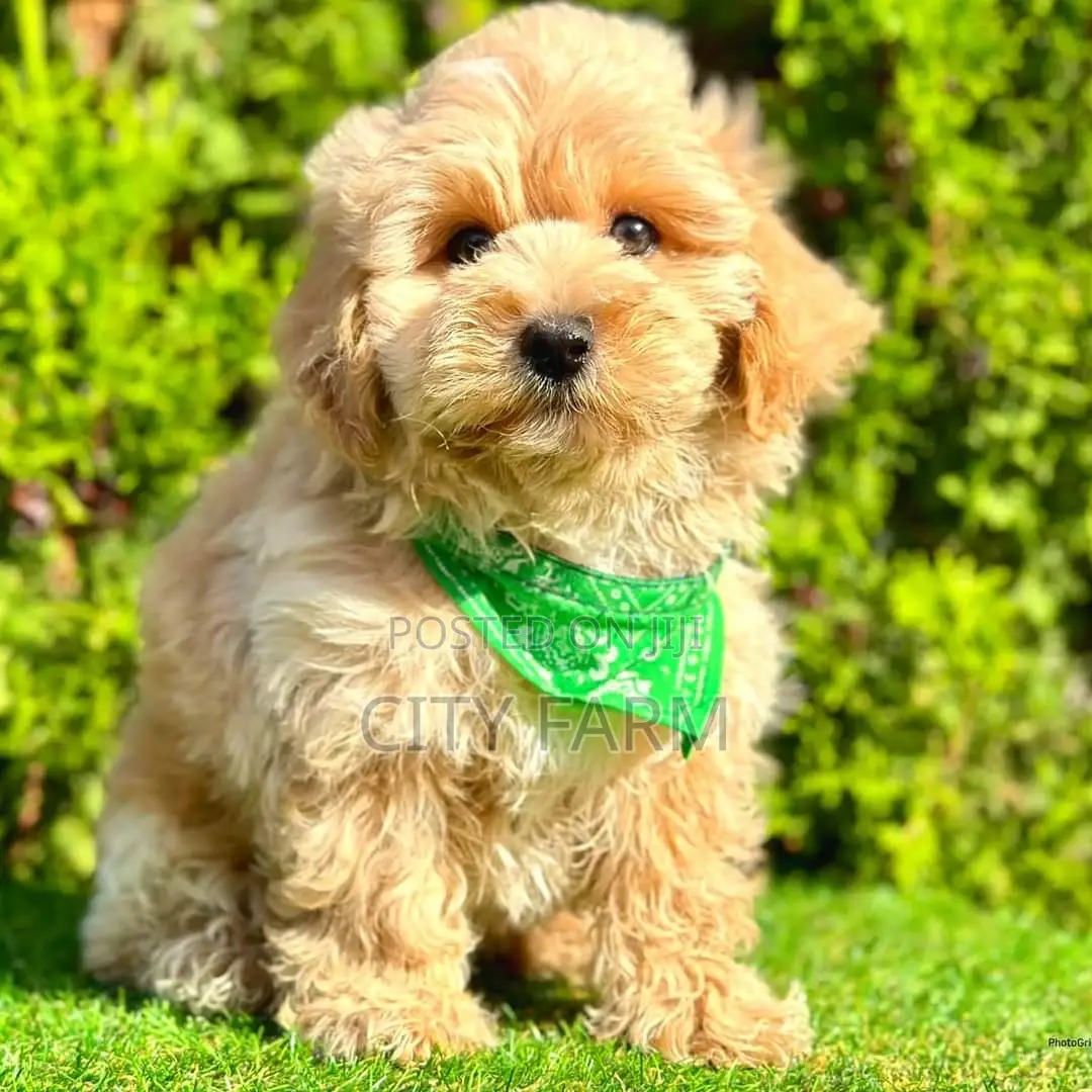 1-3 months Female Purebred Poodle