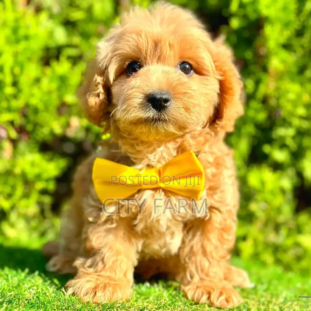 1-3 months Male Purebred Poodle