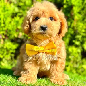1-3 months Male Purebred Poodle