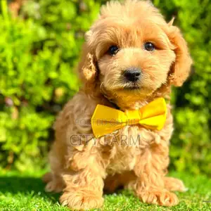 1-3 months Female Purebred Poodle