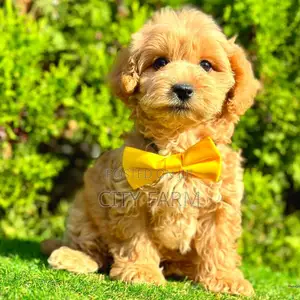3-6 months Female Purebred Poodle