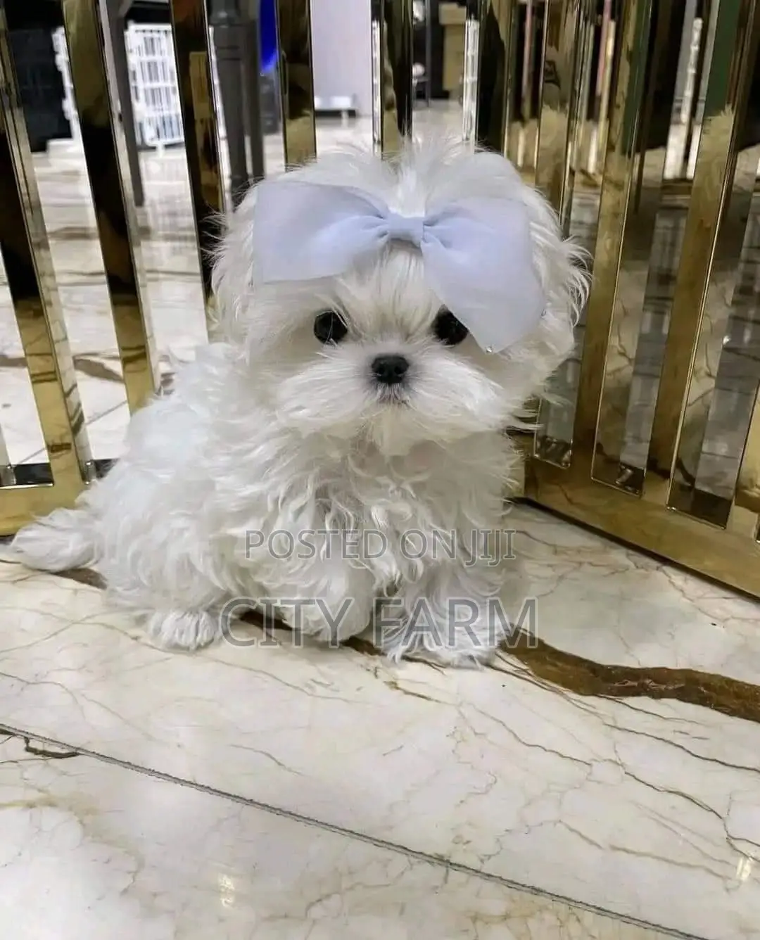 1-3 months Male Purebred Poodle