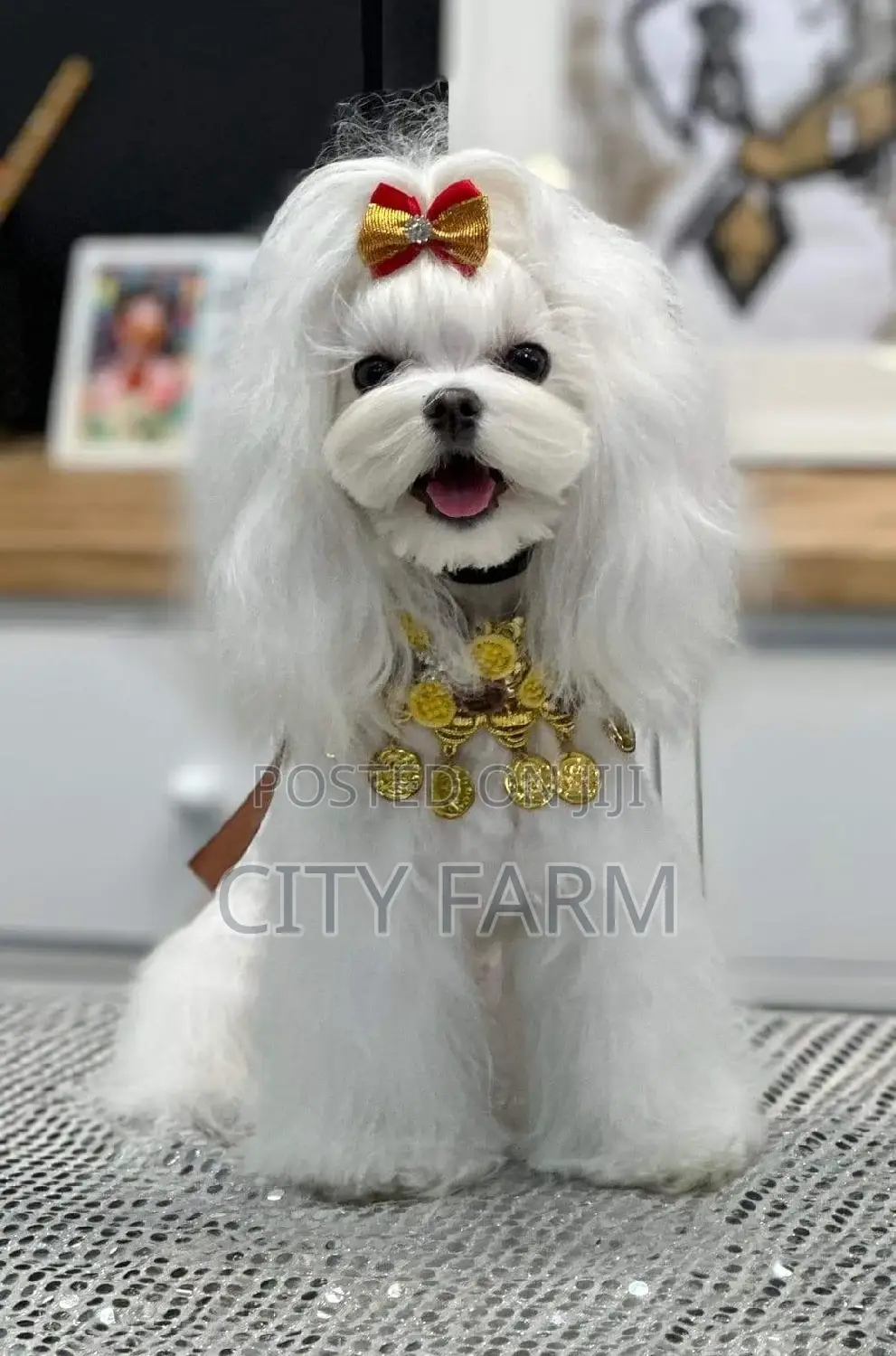 1-3 months Female Purebred Poodle