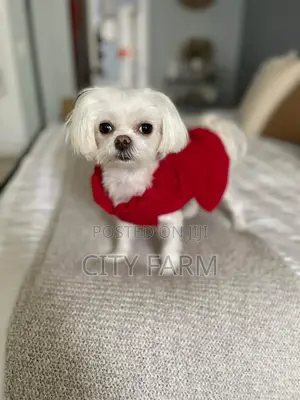 1-3 months Female Purebred Poodle