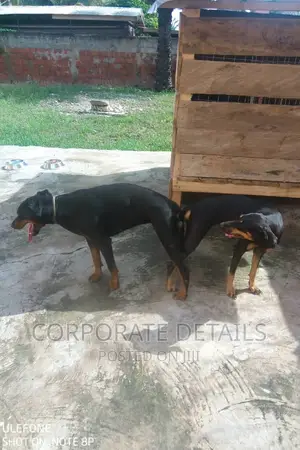 1-3 months Male Purebred Doberman Pinscher