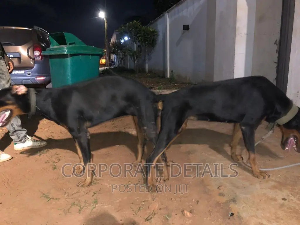 1-3 months Male Purebred Doberman Pinscher