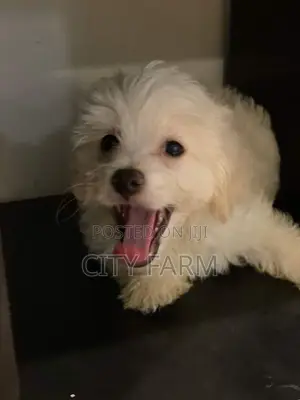 1-3 months Male Purebred Poodle