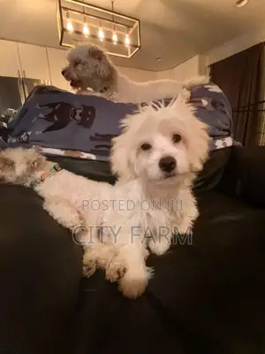 1-3 months Female Purebred Poodle