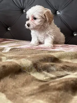 1-3 months Female Purebred Poodle