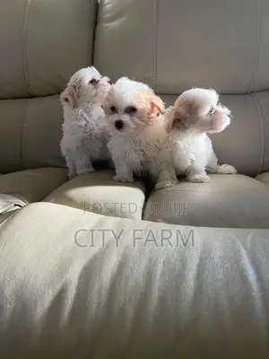 1-3 months Female Purebred Poodle