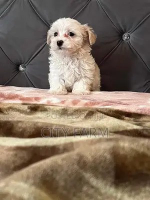 1-3 months Male Purebred Poodle