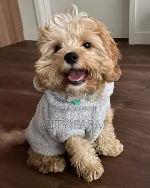 1-3 months Female Purebred Poodle