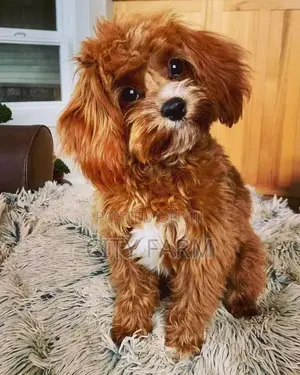 1-3 months Male Purebred Poodle