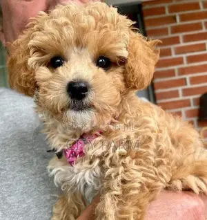 1-3 months Female Purebred Poodle