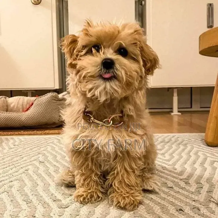 1-3 months Male Purebred Poodle