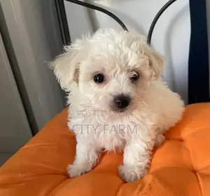 1-3 months Female Purebred Poodle