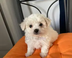 1-3 months Male Purebred Poodle