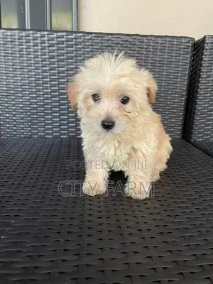 1-3 months Male Purebred Poodle