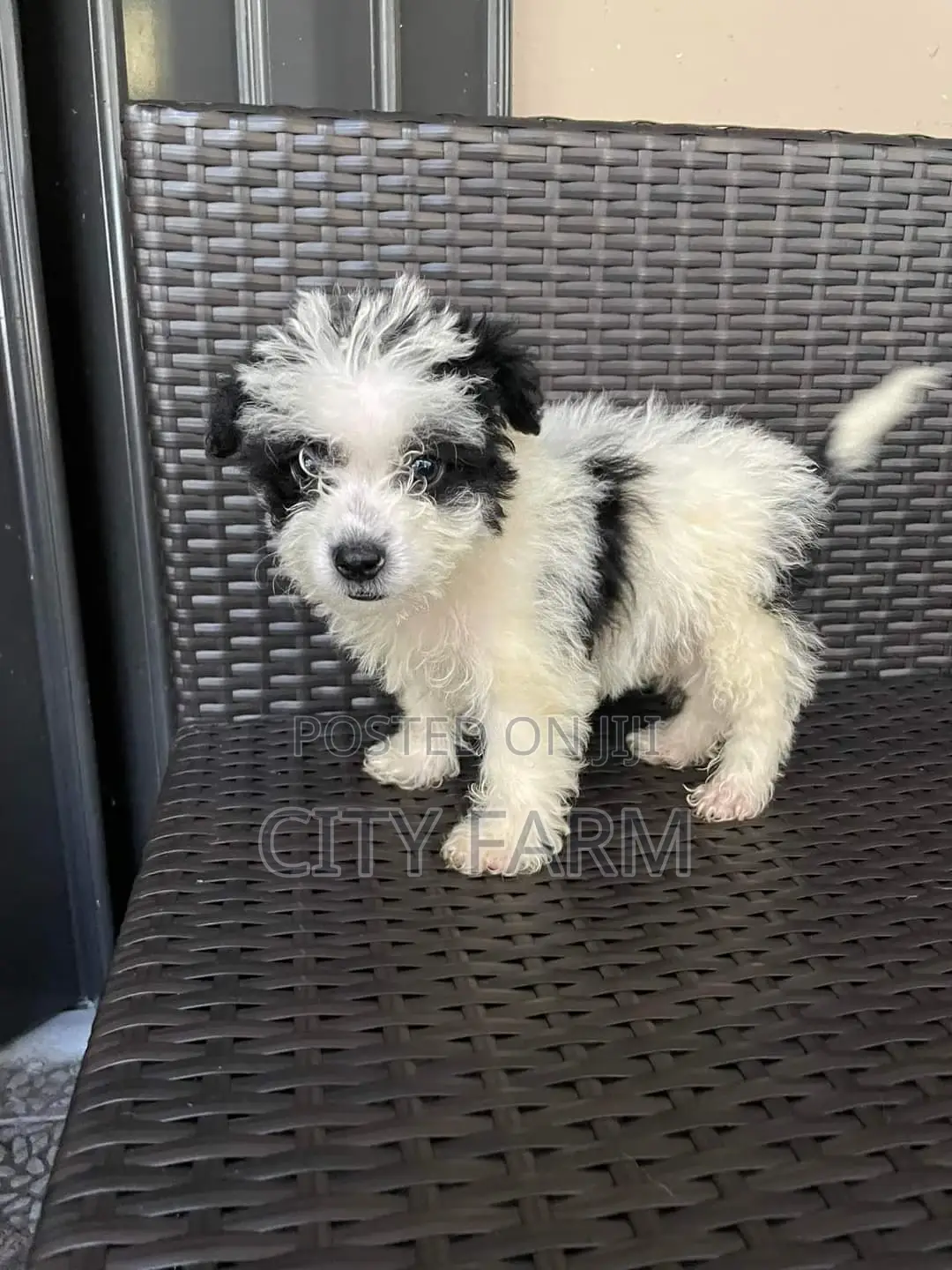 1-3 months Male Purebred Poodle