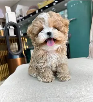 1-3 months Female Purebred Poodle