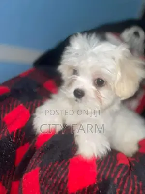 1-3 months Female Purebred Poodle