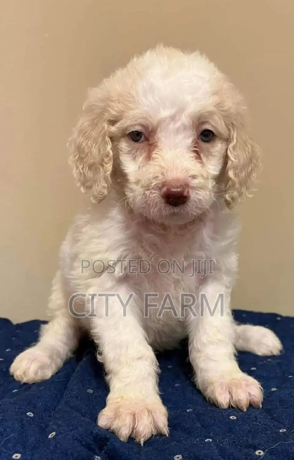 1-3 months Male Purebred Poodle