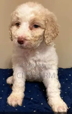 1-3 months Female Purebred Poodle