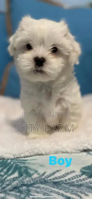 1-3 months Male Purebred Poodle