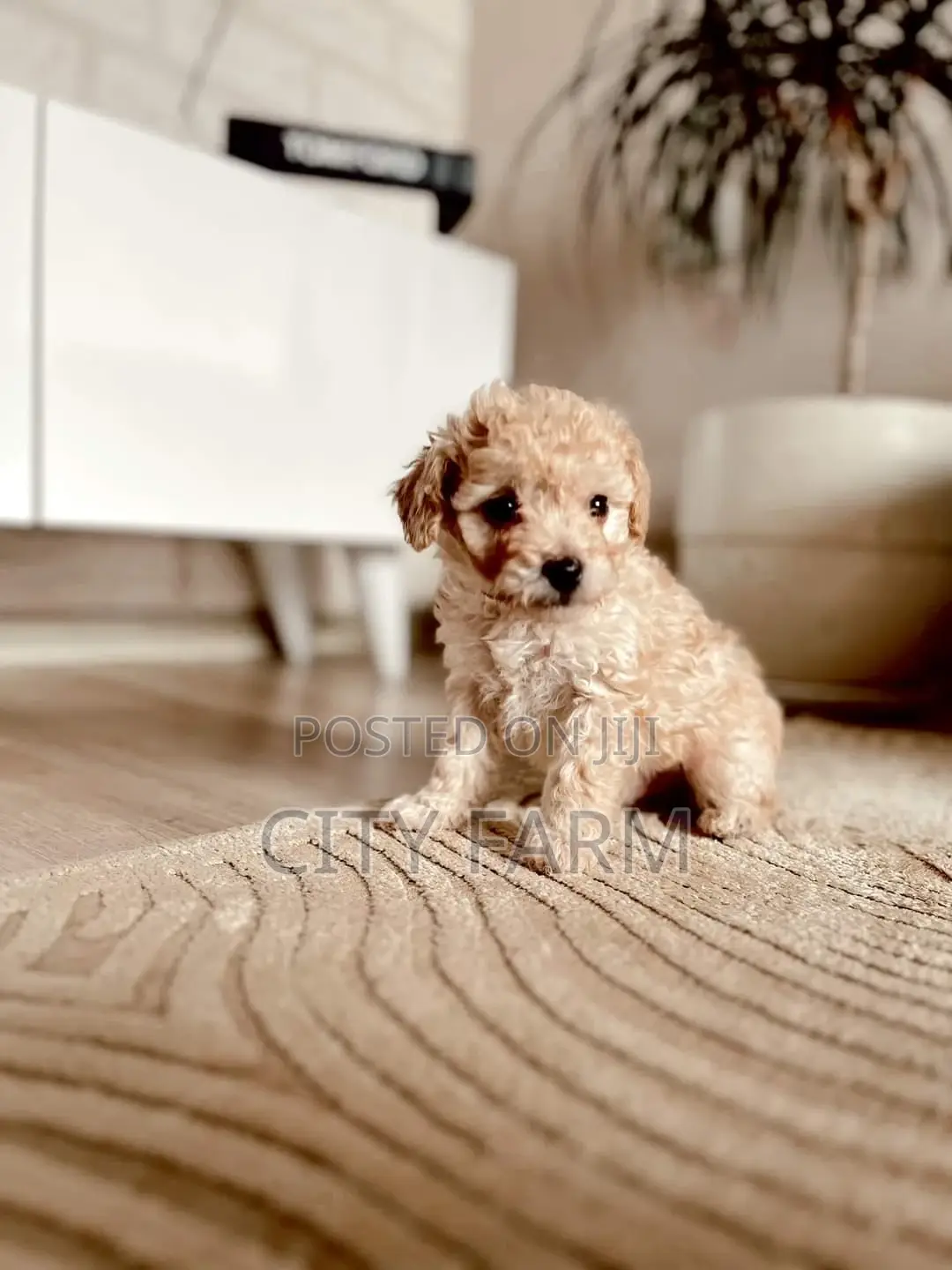 1-3 months Male Purebred Poodle