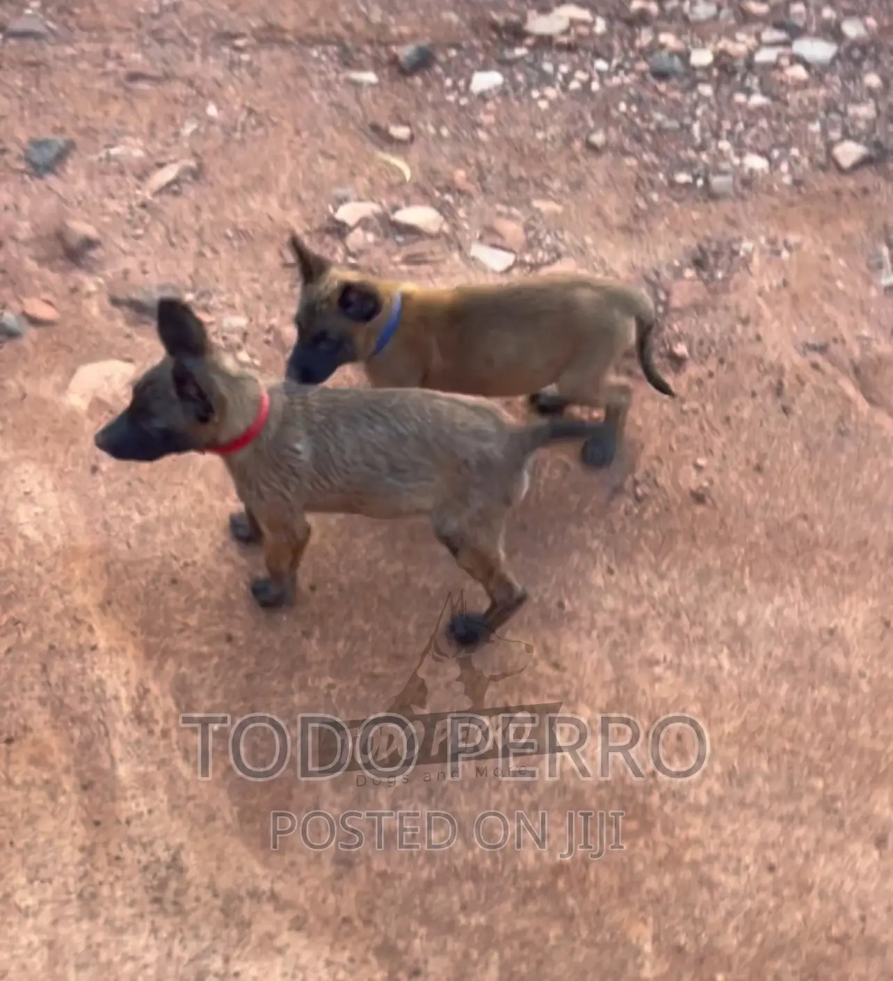 1-3 months Female Purebred Belgian Malinois
