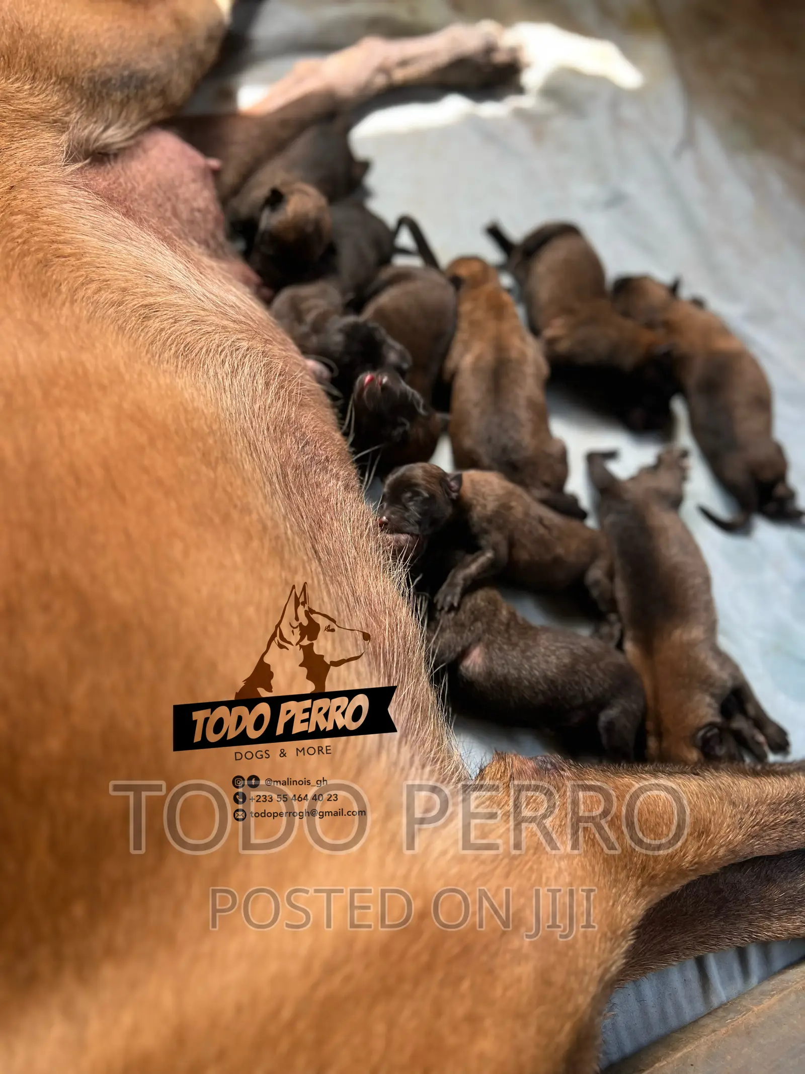 1-3 months Female Purebred Belgian Malinois