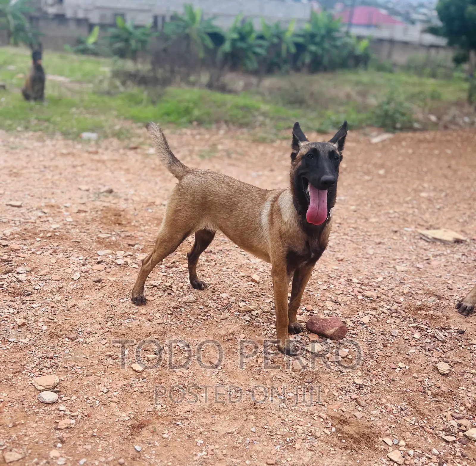 1-3 months Female Purebred Belgian Malinois