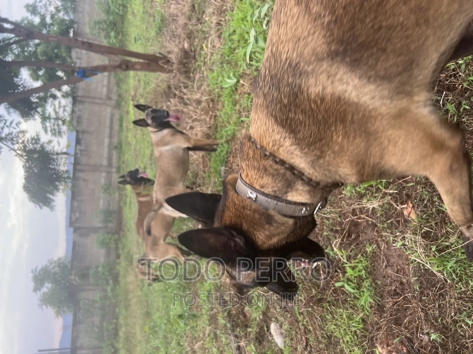 1-3 months Female Purebred Belgian Malinois