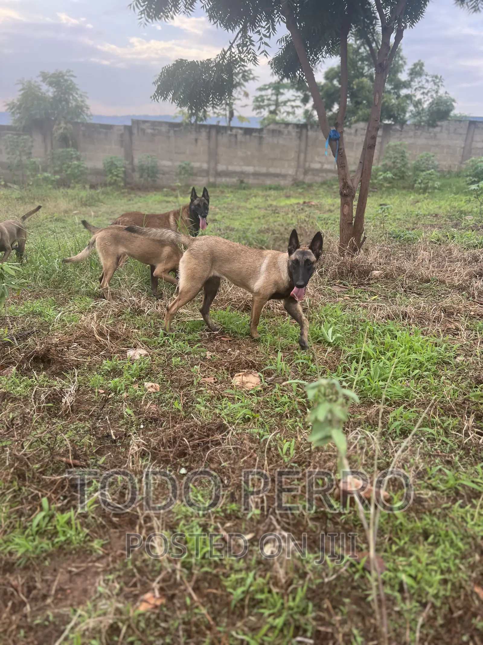 1-3 months Female Purebred Belgian Malinois