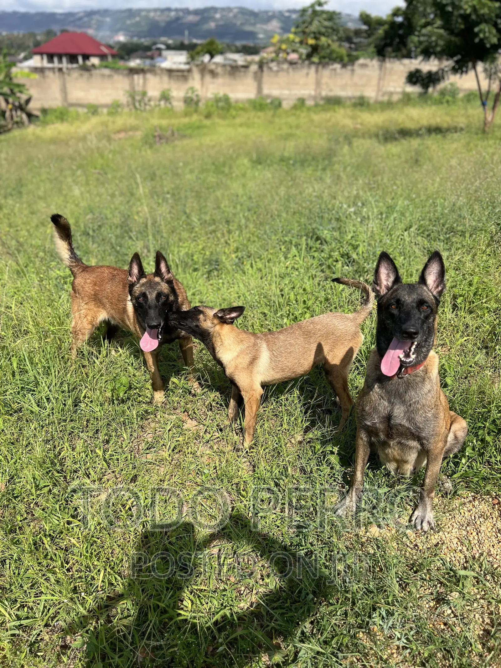 1-3 months Female Purebred Belgian Malinois