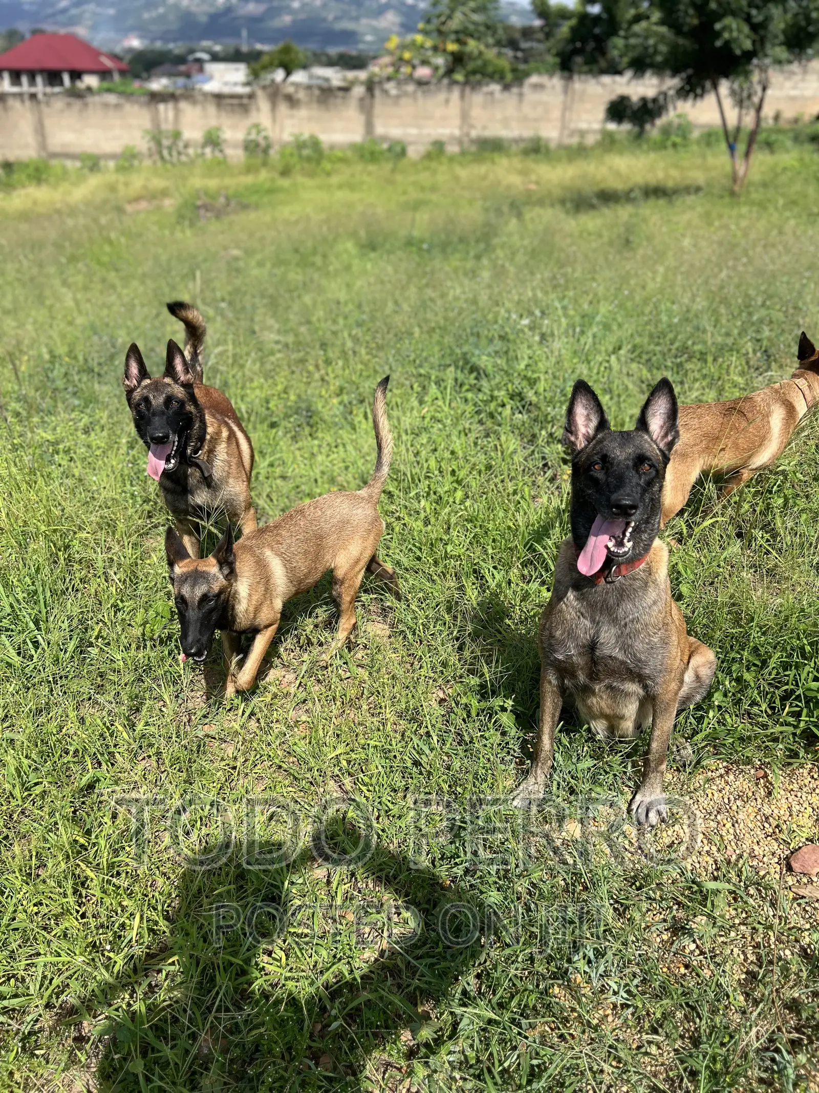 1-3 months Female Purebred Belgian Malinois