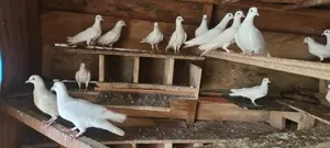 White Pigeons