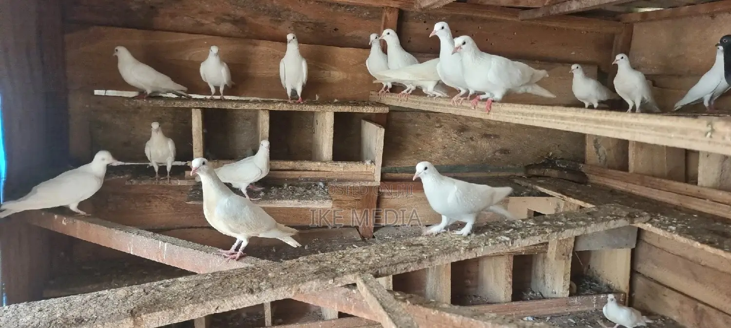 White Pigeons