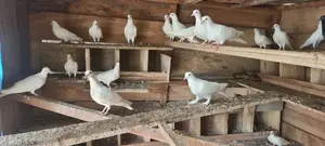 White Pigeons