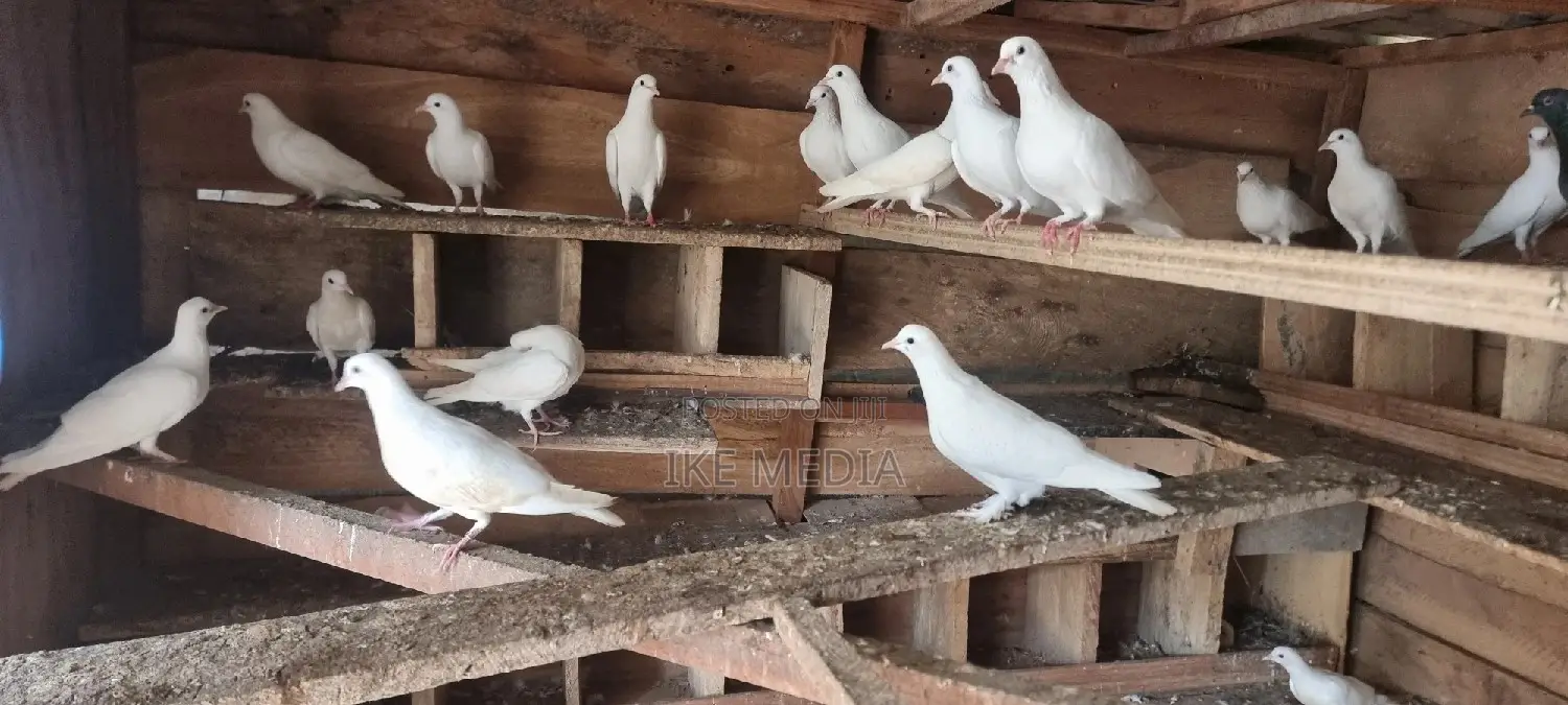 White Pigeons