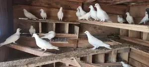 White Pigeons