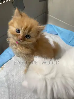 0-1 month Female Purebred Persian