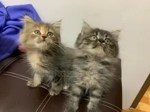 1-3 months Female Purebred Persian