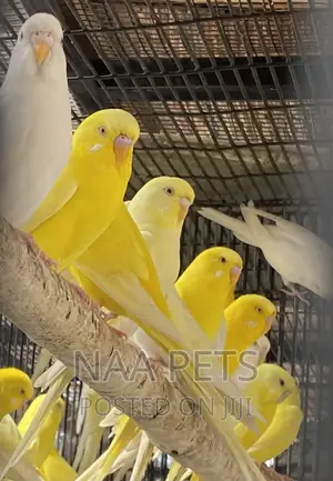Lutino and Albino Budgies ( Male and Female Available)