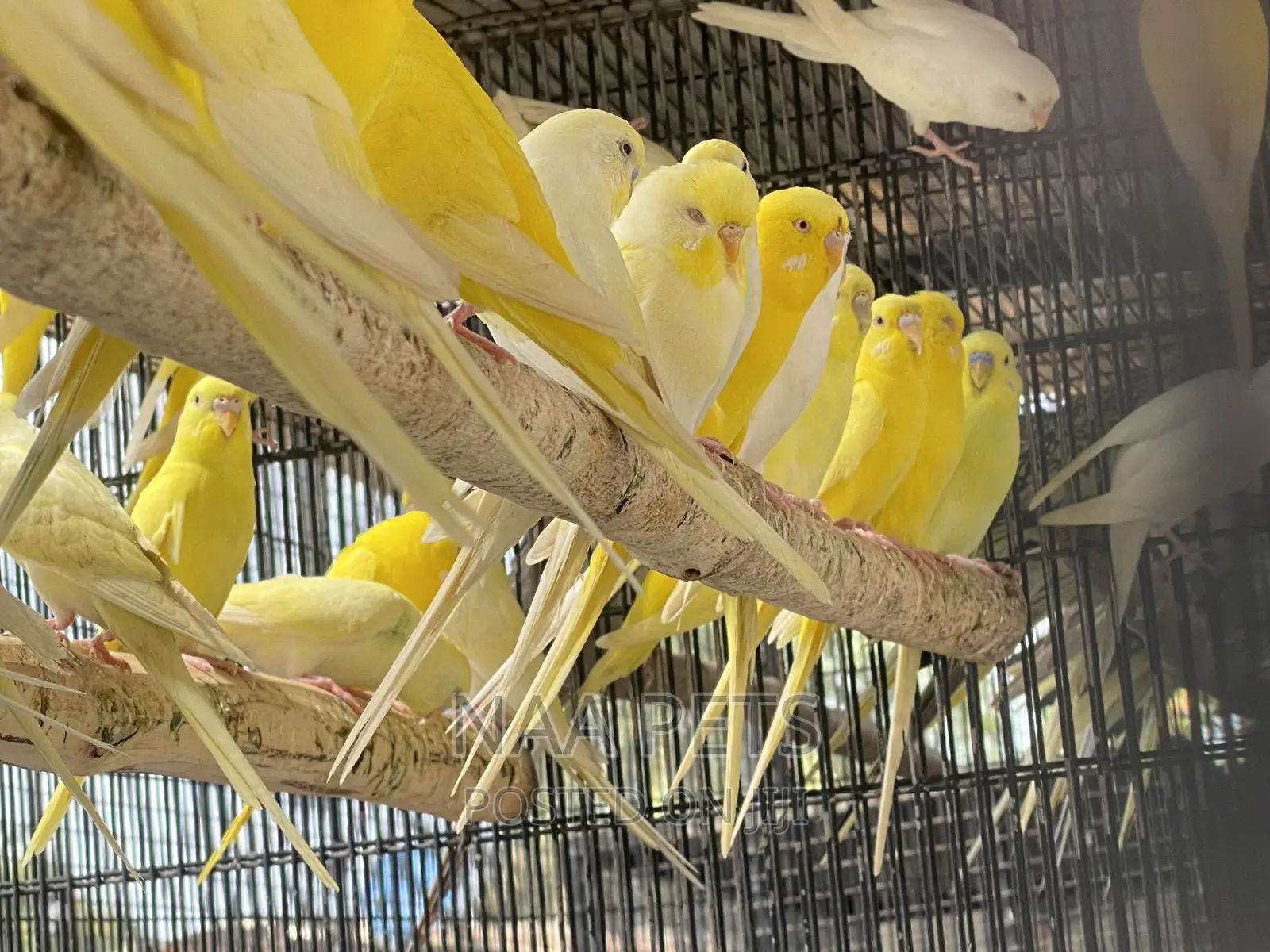 Lutino and Albino Budgies ( Male and Female Available)