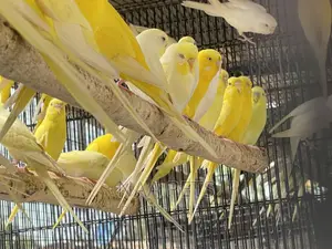 Lutino and Albino Budgies ( Male and Female Available)