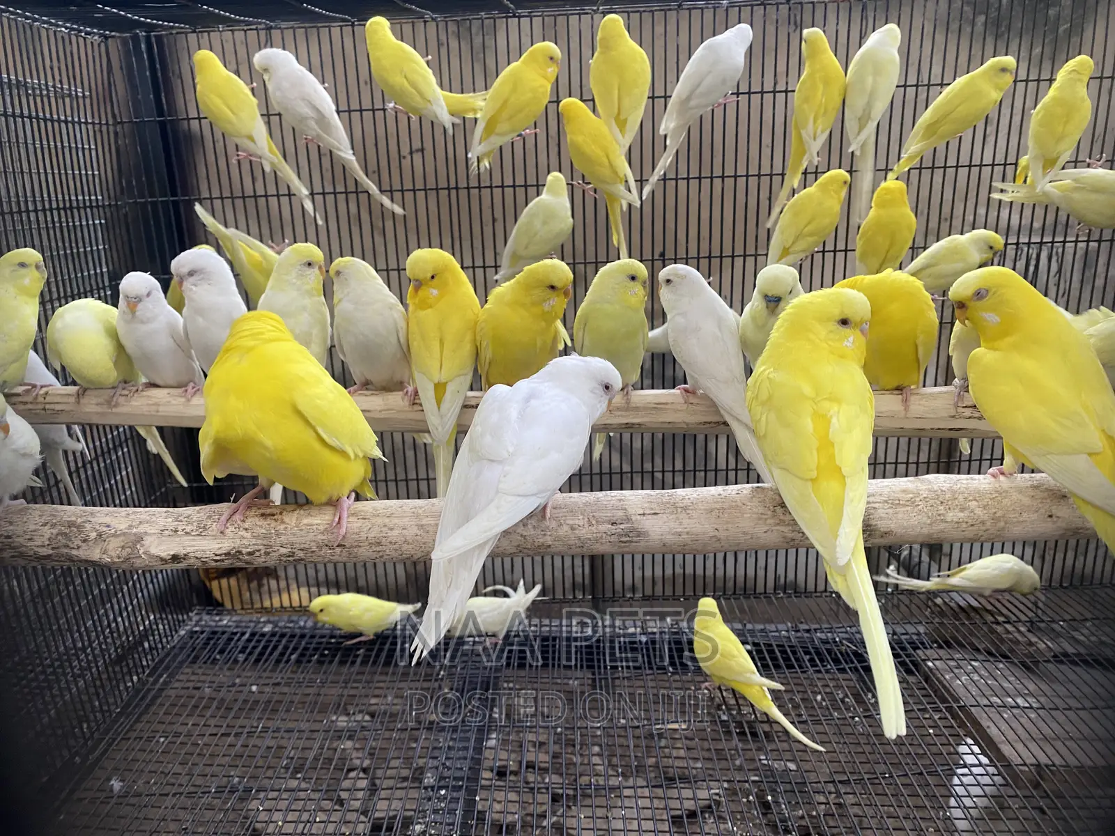 Lutino and Albino Budgies ( Male and Female Available)