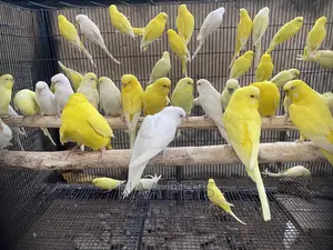 Lutino and Albino Budgies ( Male and Female Available)